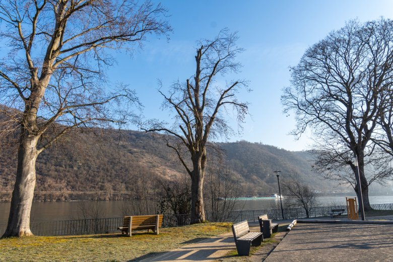 Eine Blutbuche (Mitte) in der Bopparder Rheinallee in Höhe des Spielplatzes am Mehrgenerationenpark wurde bereits stark eingekürzt, weist aber mittlerweile so starken Pilzbefall auf, dass sie nicht mehr standsicher ist und entfernt werden muss.