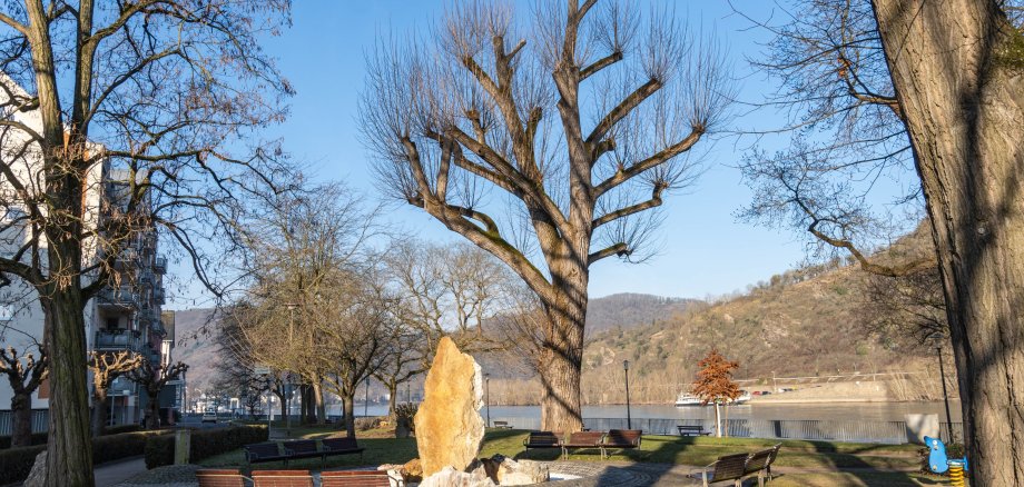 Der Stamm dieser Schwarzpappel (Mitte) in Höhe des Brunnens in der Rheinallee ist durch Pilzbefall hohl. Um den Baum so lange wie möglich zu erhalten und die Standsicherheit weite zu gewährleisten, muss sie stark eingekürzt werden. 