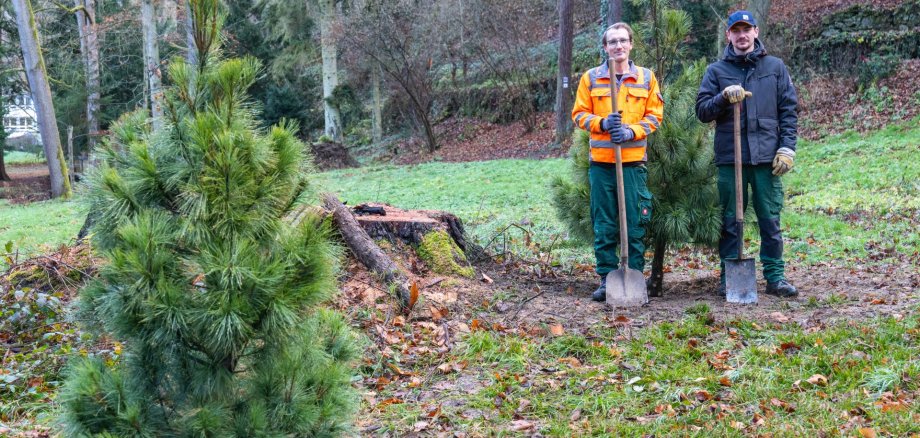 Fabian Hellwig (links) und Dennis Lang von der Gärtnerkolonne des städtischen Bauhofs waren vor Ort, um gemeinsam mit weiteren Kollegen neue Bäume im Marienberger Park zu pflanzen – hier zwei neue Tränenkiefern. Die Tränenkiefern wurden als Ersatz für eine zuvor bestehende Tränenkiefer mit zweistämmiger Wuchsform (Zwiesel) gepflanzt, die durch die anhaltende Trockenheit so stark geschädigt war, dass ihre Standfestigkeit nicht mehr gewährleistet werden konnte.