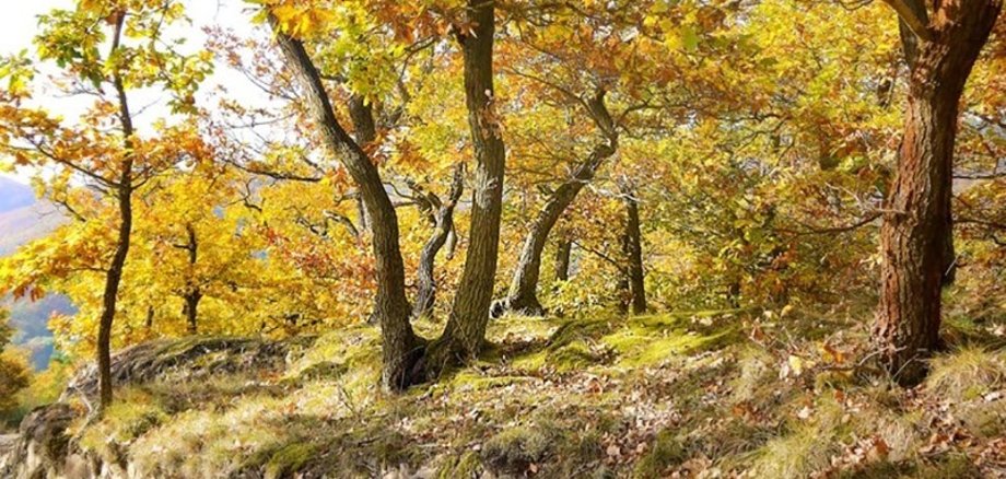 Waldbaden in Boppard. Das Foto zeigt eine Waldansicht.