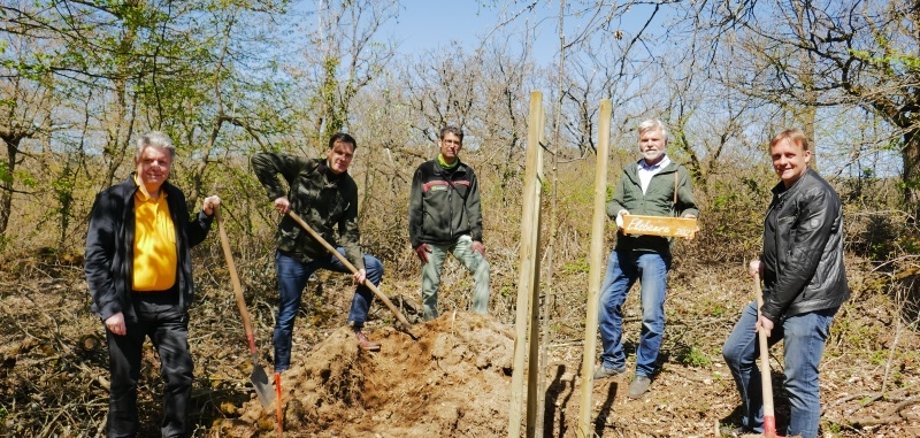 Zukunftsbaum Elsbeere wächst in Boppard