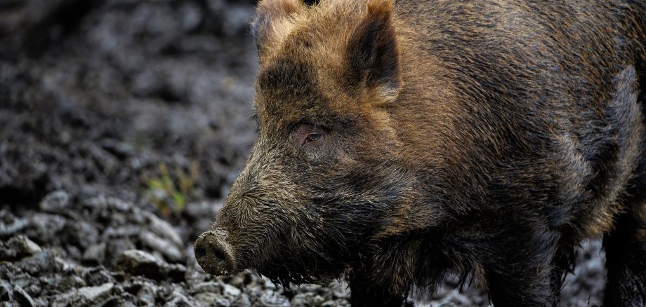 Auf dem Foto ist ein Wildschwein zu sehen.