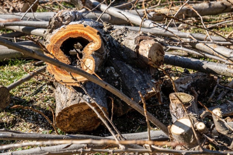 Morsche oder faulige Äste sind eine Gefahr für Spaziergänger, wenn sie die Last nicht mehr tragen können und herabstürzen. Auf diesen Bildern sind die Schäden im Inneren der Schwarzpappel deutlich zu erkennen.