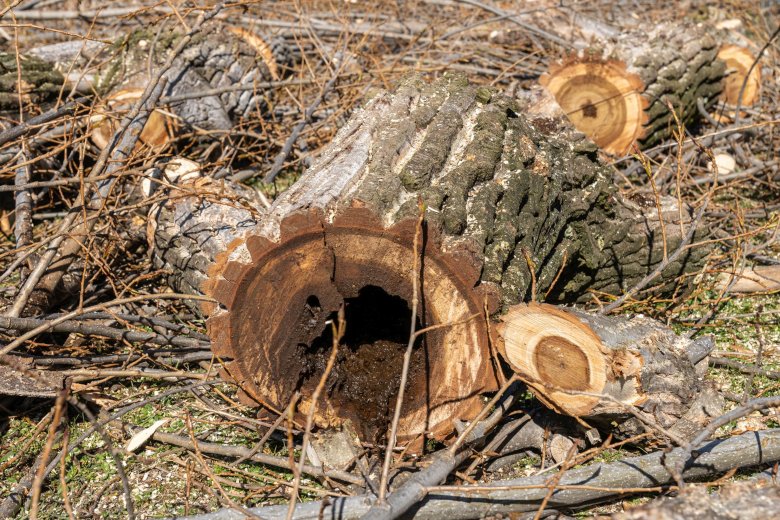 Morsche oder faulige Äste sind eine Gefahr für Spaziergänger, wenn sie die Last nicht mehr tragen können und herabstürzen. Auf diesen Bildern sind die Schäden im Inneren der Schwarzpappel deutlich zu erkennen.