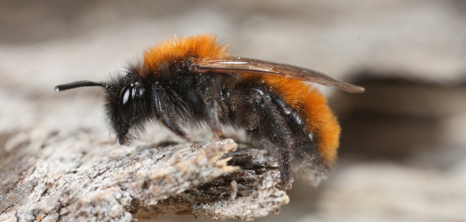 Solche Erdbienen, wie hier auf diesem Foto, auch Sandbienen genannt, sind für den Menschen völlig ungefährlich.