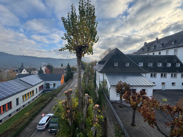 Aus Gründen der Verkehrssicherheit wurden die Pappeln im Bereich der Michael-Thonet-Grundschule um rund 30 Prozent eingekürzt. Ein Stamm wurde vorläufig belassen, da sich in der Krone ein Vogelnest befindet. 