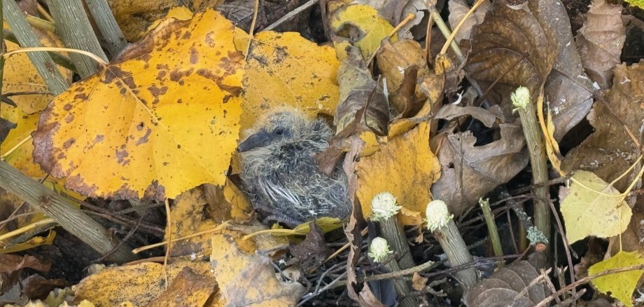 In einer Pappel wurde bei Baumpflegemaßnahmen ein Nest entdeckt, das noch bewohnt ist von einem Taubenküken. Diese bekommt man nicht allzu oft zu sehen, da sie zu den Vogeljungen gehören, die am längsten im sicheren Nest verweilen. Die Stadt Boppard wird die Baumpflegearbeiten an dieser Stelle erst fortsetzen lassen, wenn das Jungtier ausgeflogen ist. 