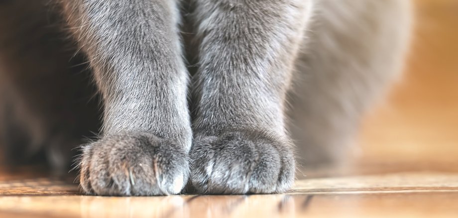 Zwischen Boppard und Spay wurde eine Katze gefunden. Hinweis: Bei unserem Bild handelt es sich um ein Symblbild, das nicht die betreffende Katze zeigt.