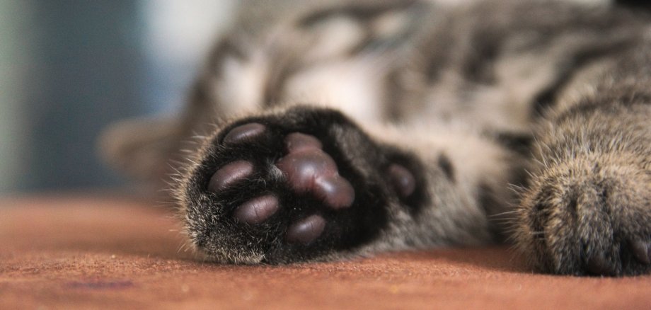 In der Parkstraße in Boppard wurde eine Katze gefunden. Hinweis: Bei unserem Bild handelt es sich um ein Symbolbild, das nicht die betreffende Fundkatze zeigt.