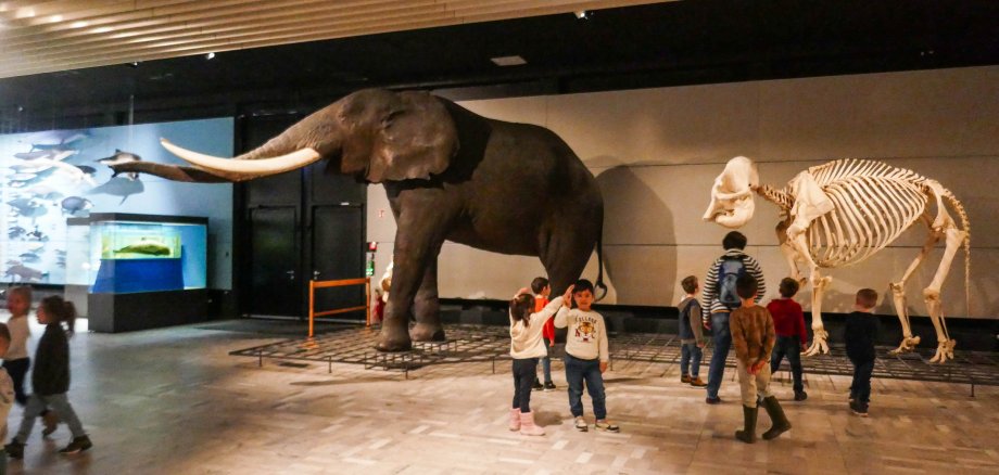 Die Vorschulkinder der Bewegungs-Kita in Boppard-Weiler waren wieder auf Tour: Diesmal besuchten sie das Senckenberg-Museum in Frankfurt. 