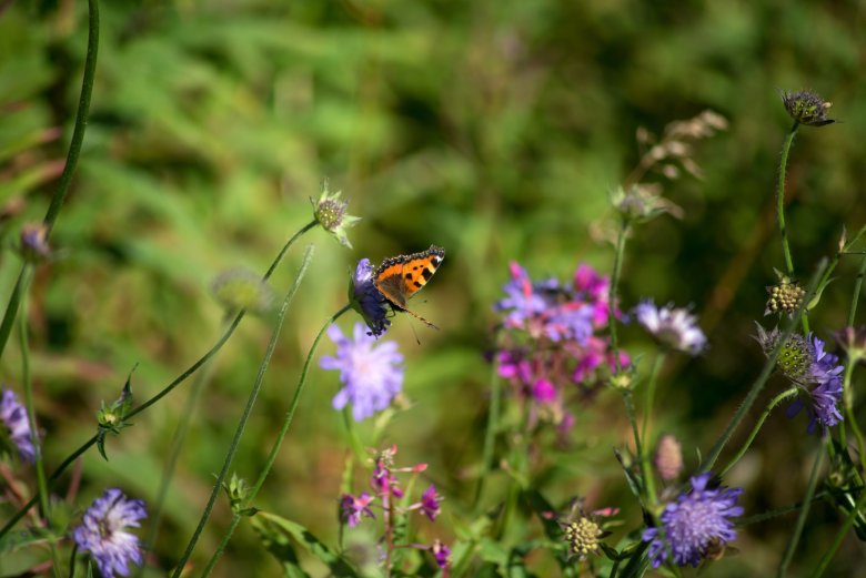 In enger Zusammenarbeit mit Umweltorganisationen, wissenschaftlichen Institutionen und der lokalen Bevölkerung wurde eine Strategie erarbeitet, die darauf abzielt, die Biodiversität in Boppard nachhaltig zu stärken. 